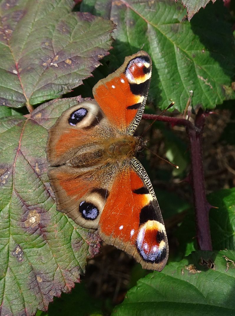 Peacock - Dave Miller